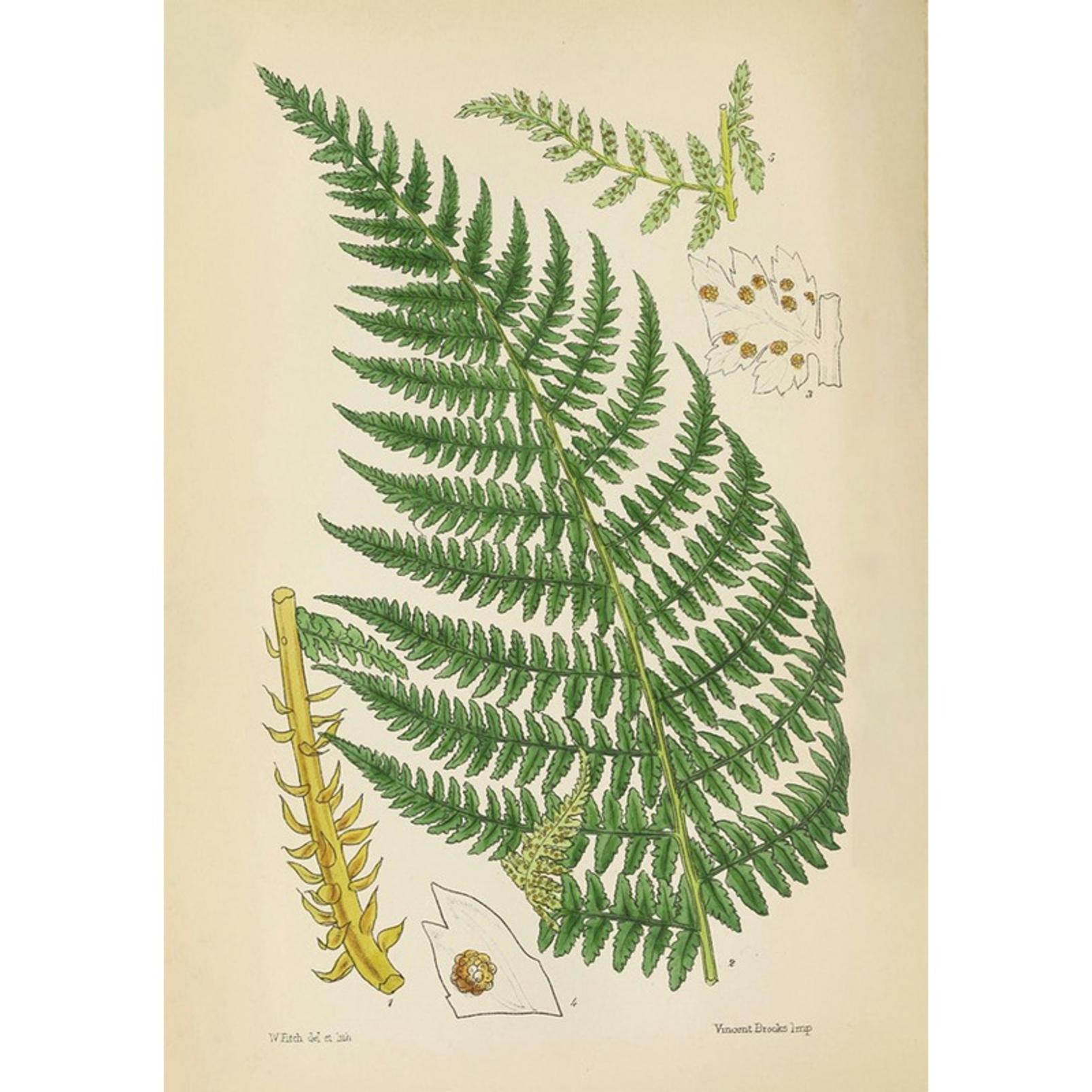 Vinvent Brooks Fern Green Wall Art - 136034_TILE_01.jpg