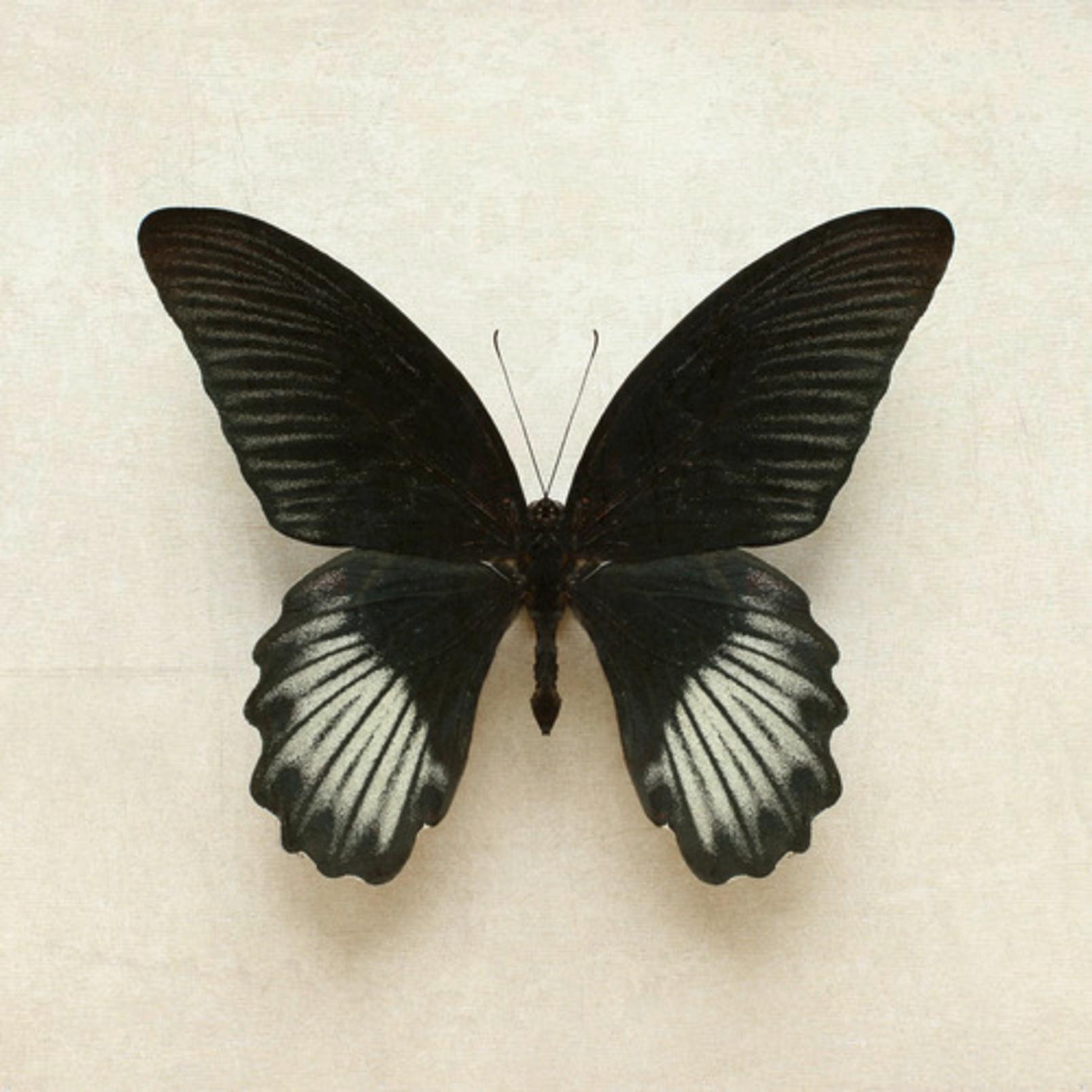Portrait of a Butterfly Black Wall Art - 136405_TILE_01.jpg