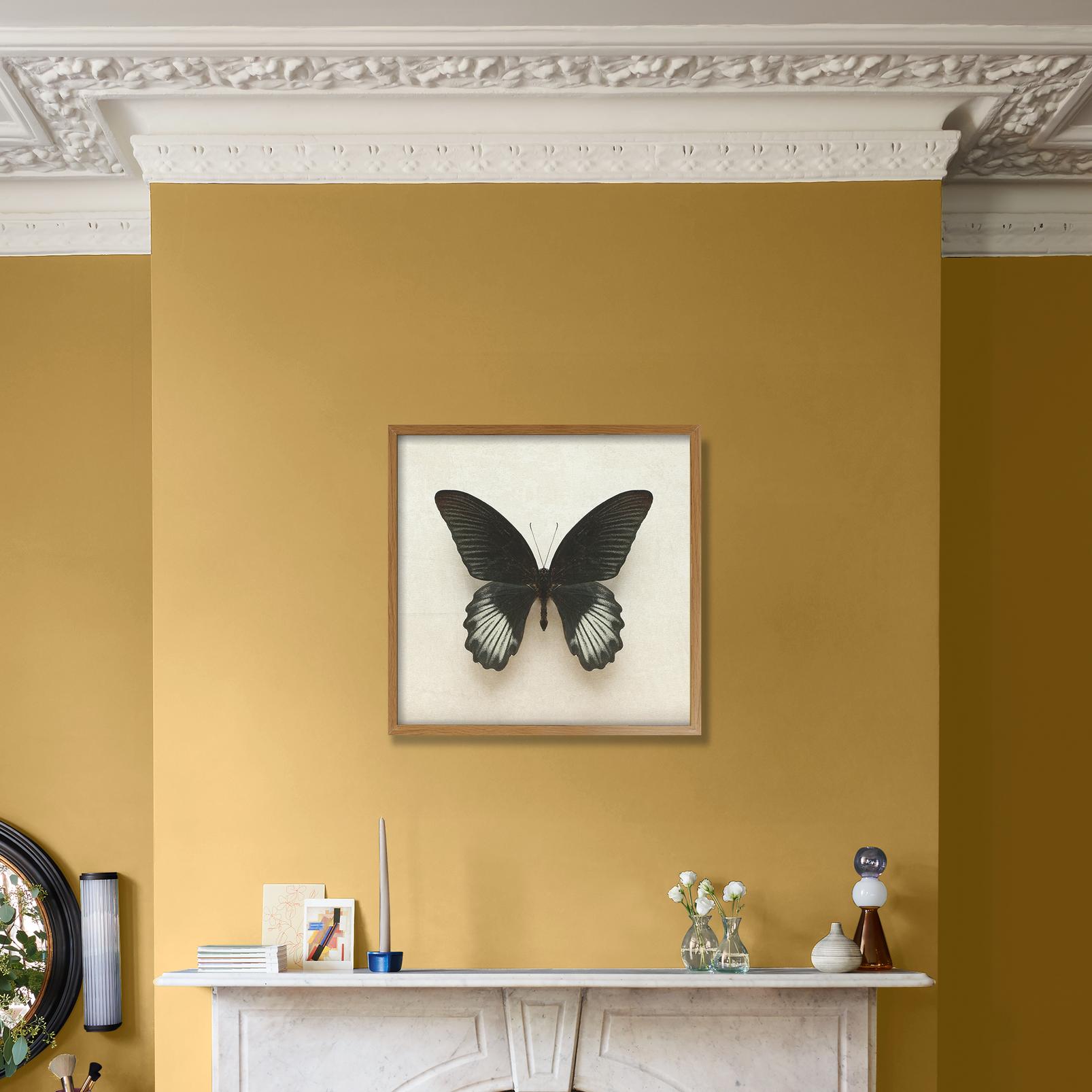 Portrait of a Butterfly Black Wall Art - 136405_CAMEO_1.jpg