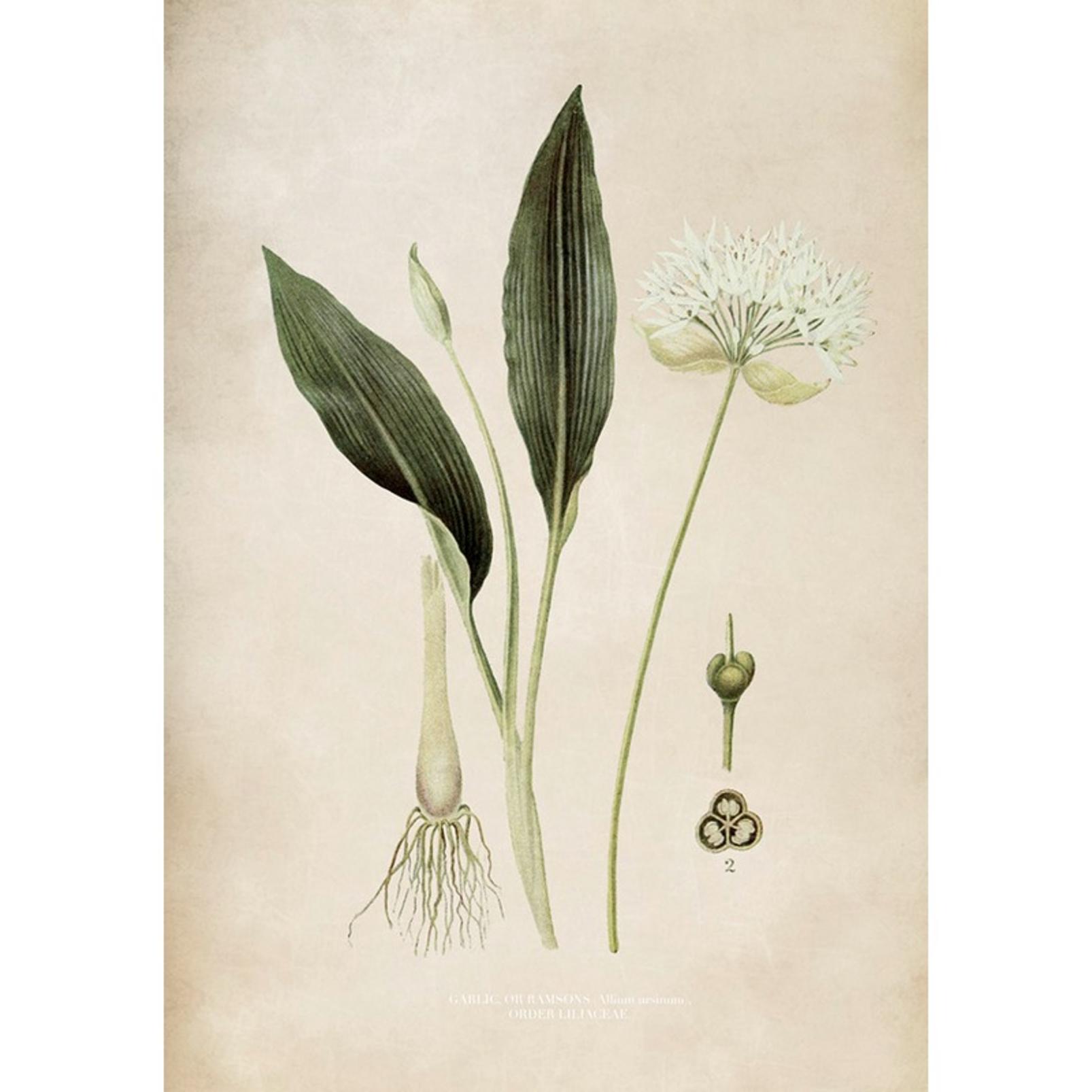 Allium Ursinum Green Wall Art - 136199_TILE_01.jpg