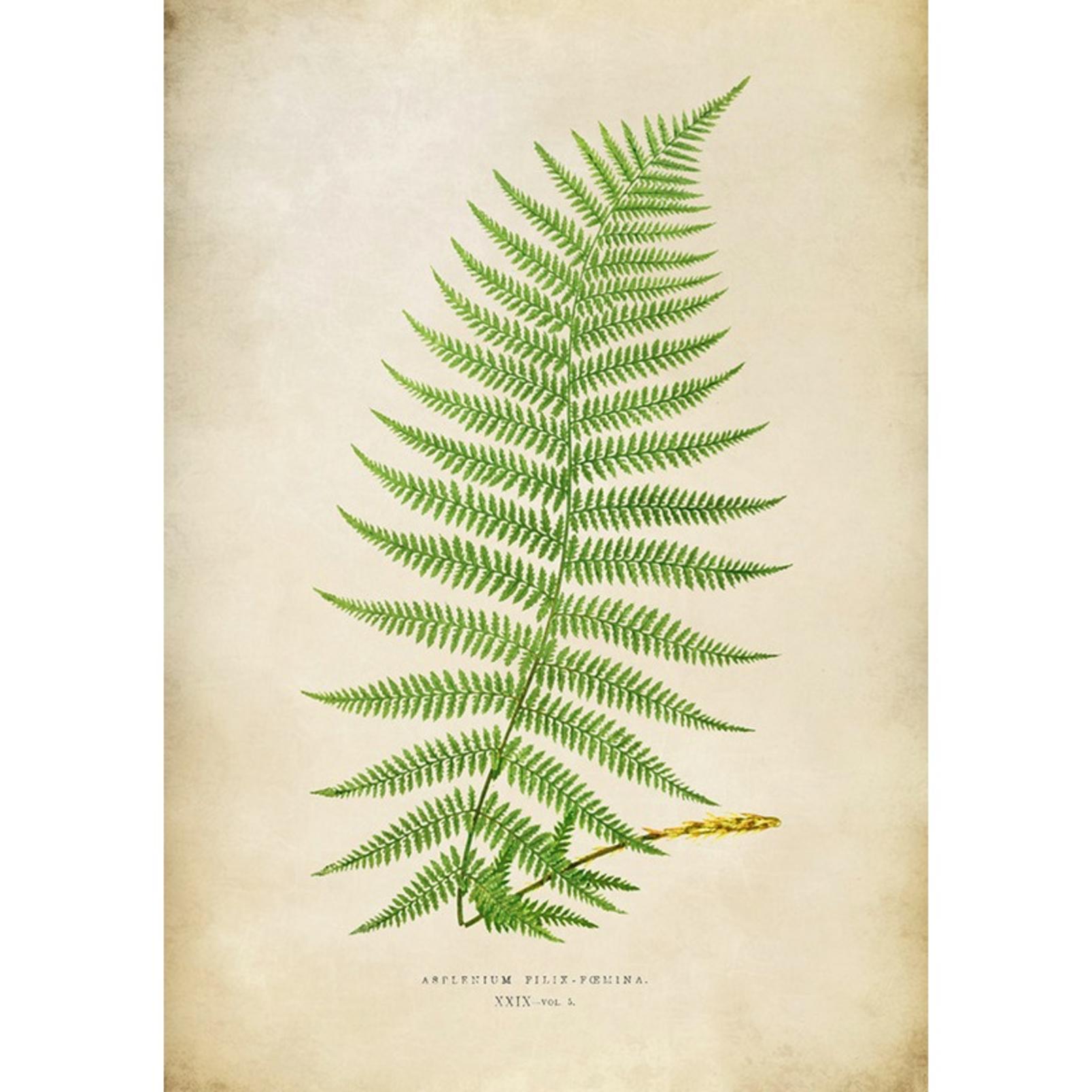 Asplenium Filix-Foemina Green Wall Art - 136166_TILE_01.jpg