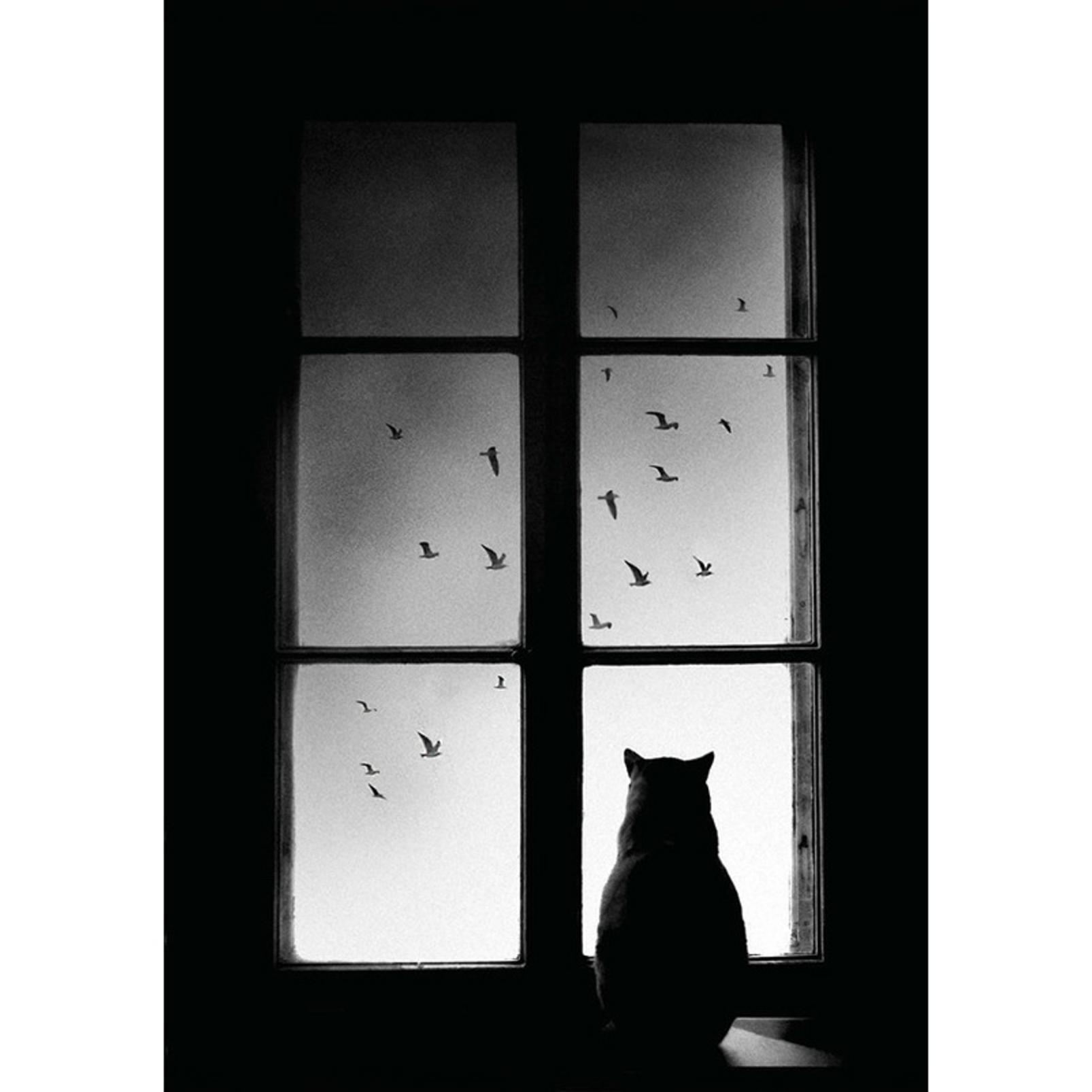 Pondering Whiskers Black and White Wall Art - 136504_TILE_01.jpg