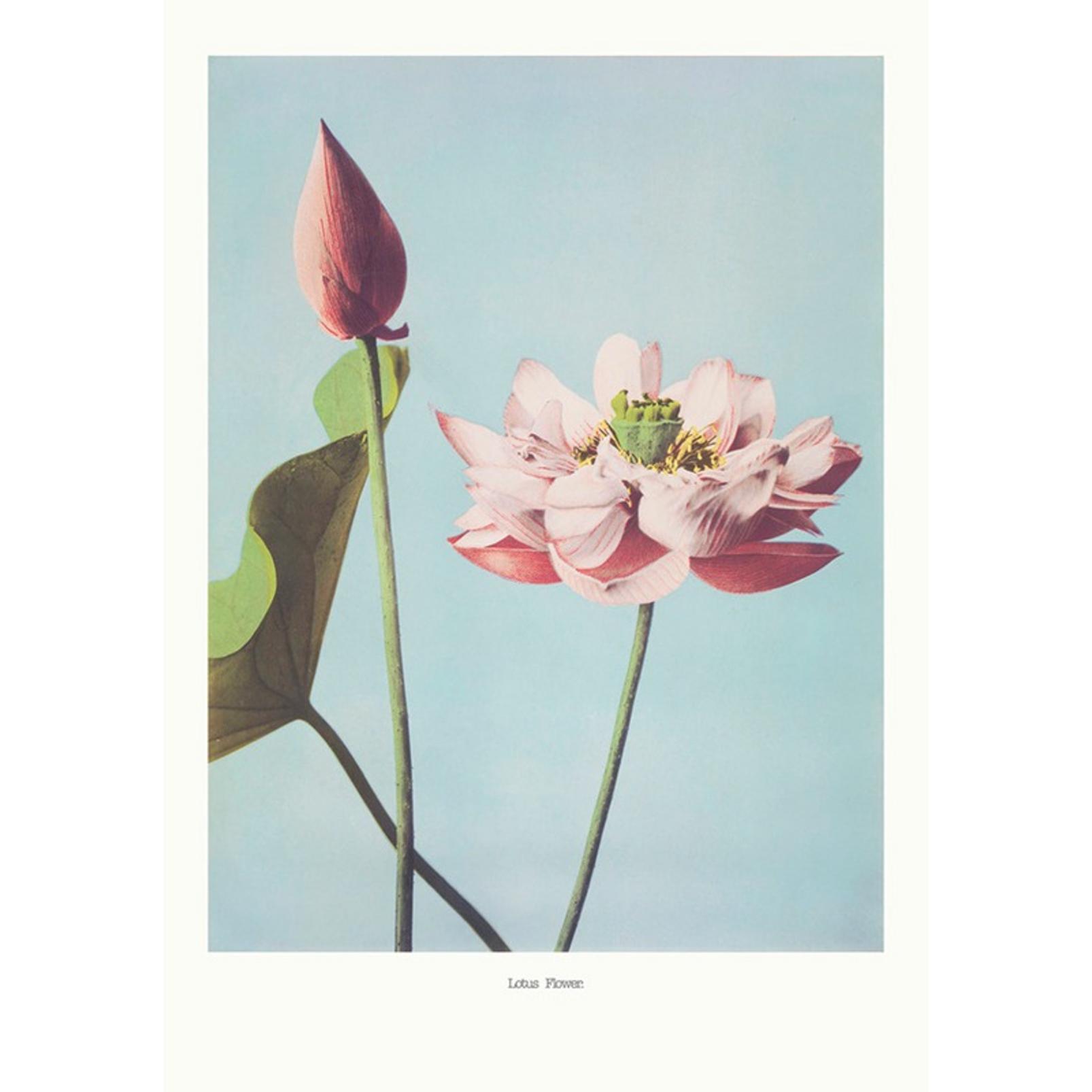 Lotus Flower Blue Wall Art - 137560_TILE_01.jpg