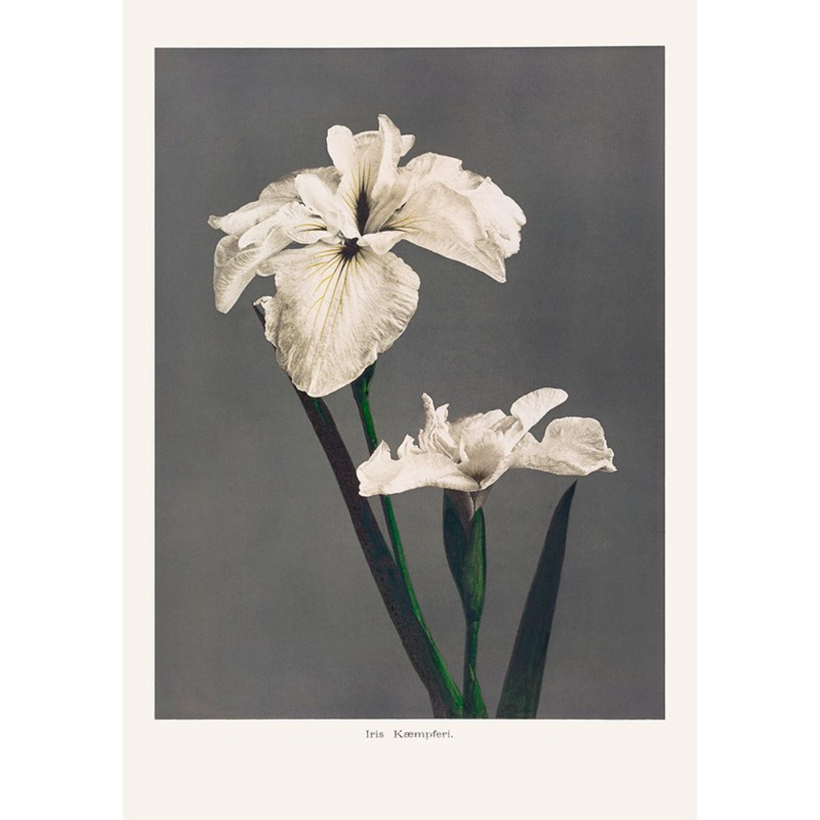 Iris Kaempferi Mono Wall Art - 137527_TILE_01.jpg